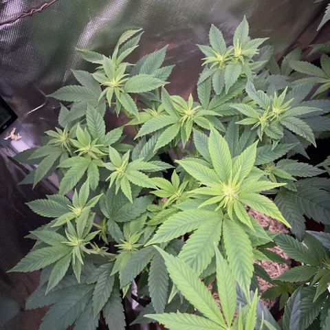Big Bud 1 Klon 1 by KilliczGe growlog timeline photo
