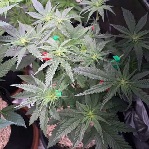 Dante’s Inferno - Mile High Dave by KilliczGe growlog timeline photo