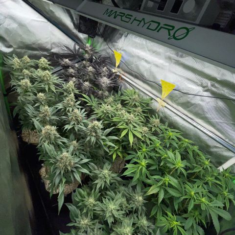 Cereal Milk #3 by KilliczGe growlog timeline photo