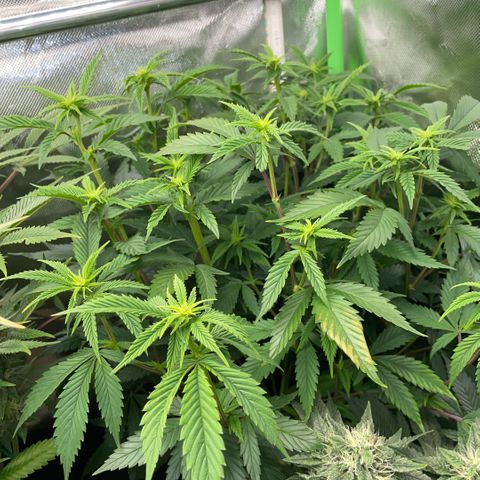 Tangerine Dream Clon #1 by KilliczGe growlog timeline photo