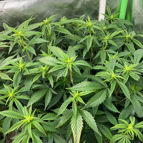 Tangerine Dream Clon #1 by KilliczGe growlog timeline photo