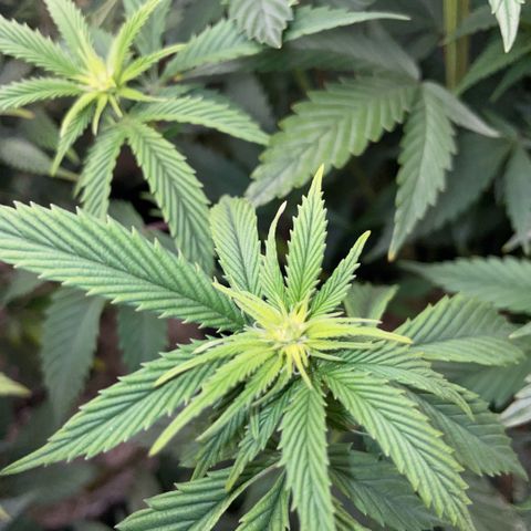 Tangerine Dream Clon #1 by KilliczGe growlog timeline photo