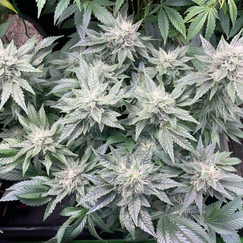 Big Bud by KilliczGe growlog timeline photo