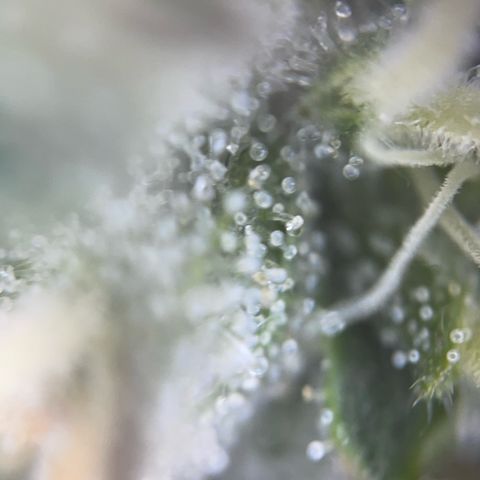Big Bud by KilliczGe growlog timeline photo