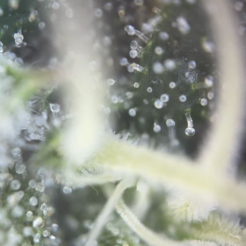 Big Bud by KilliczGe growlog timeline photo