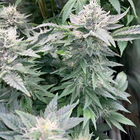 Big Bud by KilliczGe growlog timeline photo