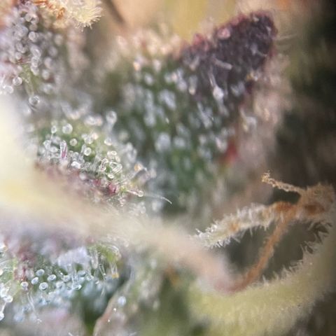 Permanent Marker by KilliczGe growlog timeline photo