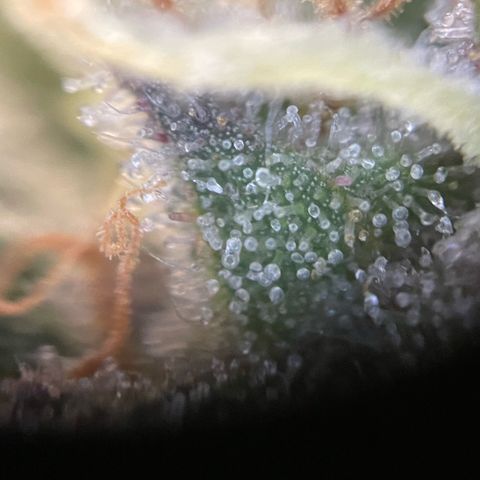 Permanent Marker by KilliczGe growlog timeline photo