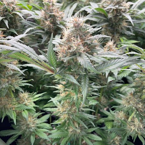 Permanent Marker by KilliczGe growlog timeline photo