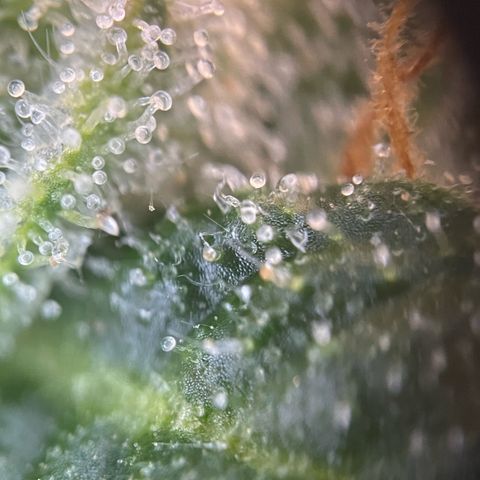 Purple Zkittlez #2 by KilliczGe growlog timeline photo