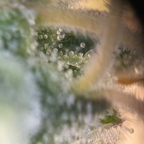 Purple Zkittlez #2 by KilliczGe growlog timeline photo