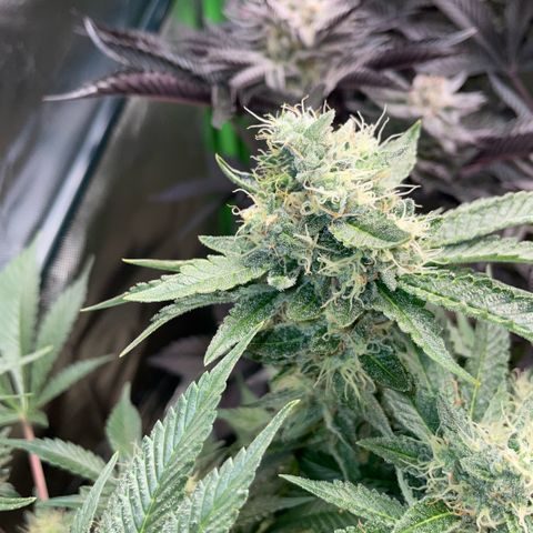 Purple Zkittlez #2 by KilliczGe growlog timeline photo