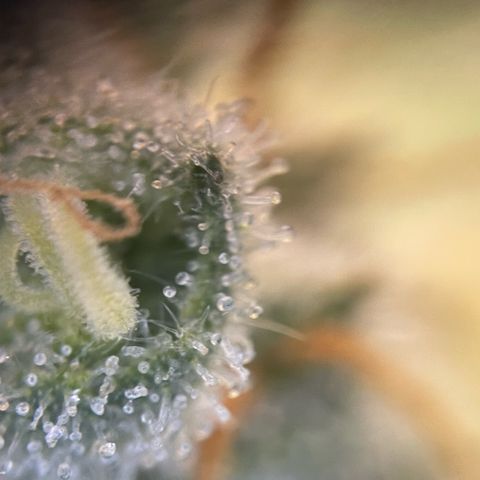 Purple Zkittlez #1 by KilliczGe growlog timeline photo