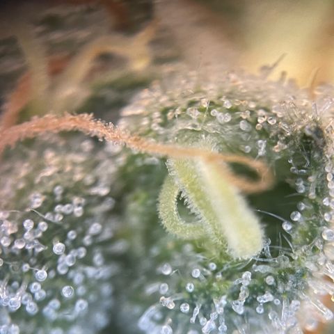 Purple Zkittlez #1 by KilliczGe growlog timeline photo
