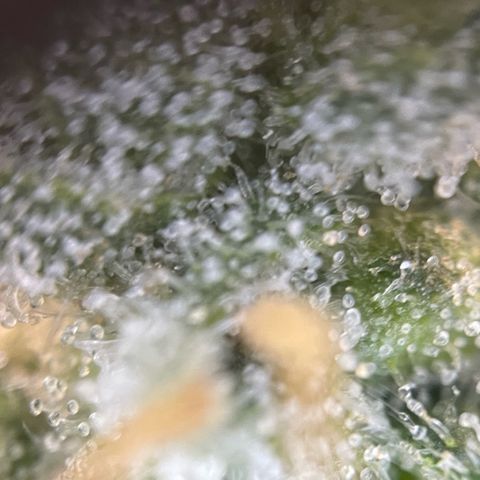 Purple Zkittlez #1 by KilliczGe growlog timeline photo
