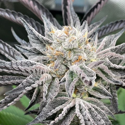 Cereal Milk #3 by KilliczGe growlog timeline photo