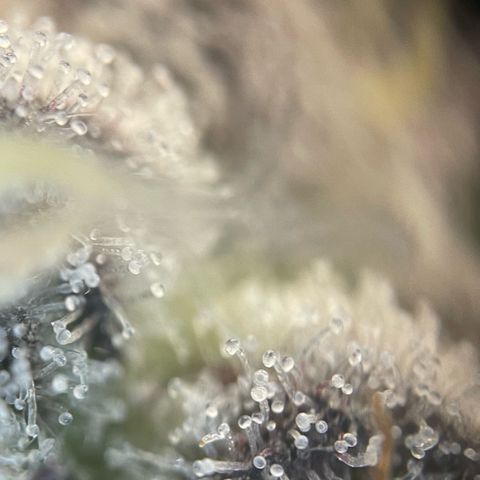 Cereal Milk #3 by KilliczGe growlog timeline photo