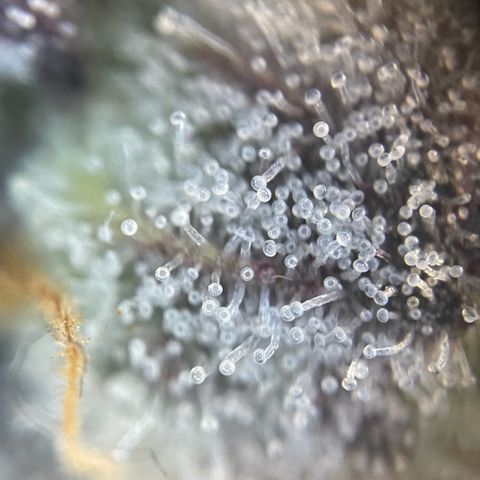 Cereal Milk #3 by KilliczGe growlog timeline photo