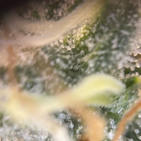 Purple Zkittlez #1 by KilliczGe growlog timeline photo