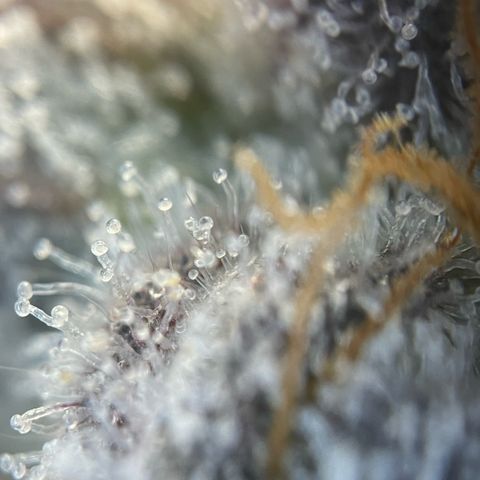 Cereal Milk #3 by KilliczGe growlog timeline photo