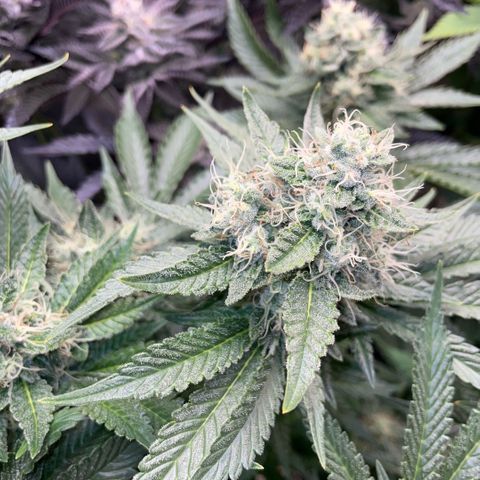 Purple Zkittlez #2 by KilliczGe growlog timeline photo