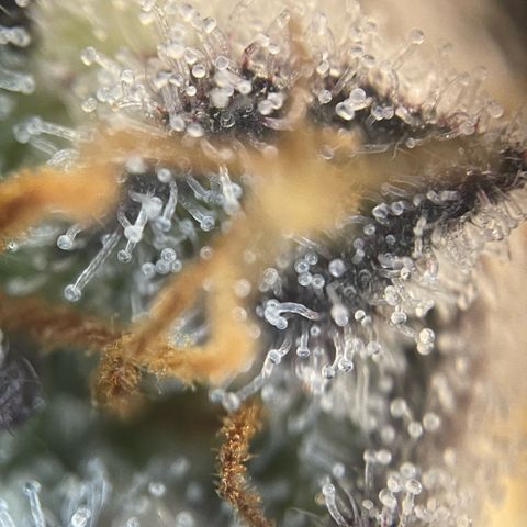 Cereal Milk #3 by KilliczGe growlog timeline photo