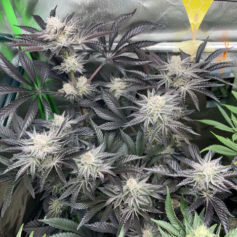 Cereal Milk #3 by KilliczGe growlog timeline photo