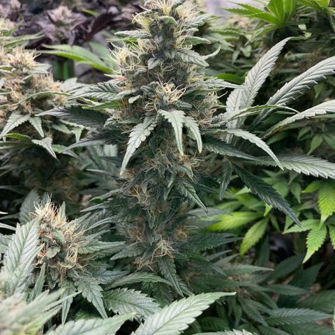 Permanent Marker by KilliczGe growlog timeline photo