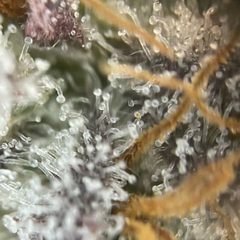 Cereal Milk #3 by KilliczGe growlog timeline photo