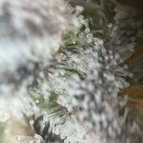 Cereal Milk #3 by KilliczGe growlog timeline photo