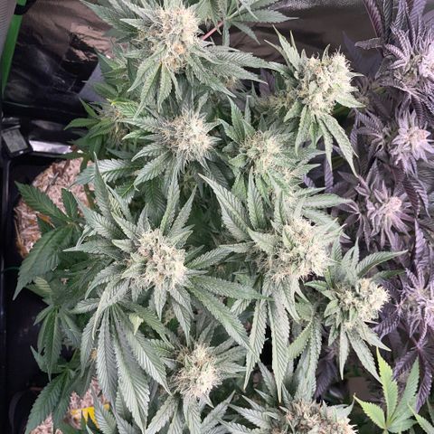 Purple Zkittlez #2 by KilliczGe growlog timeline photo