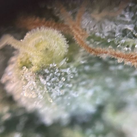 Purple Zkittlez #1 by KilliczGe growlog timeline photo