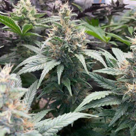 Permanent Marker by KilliczGe growlog timeline photo