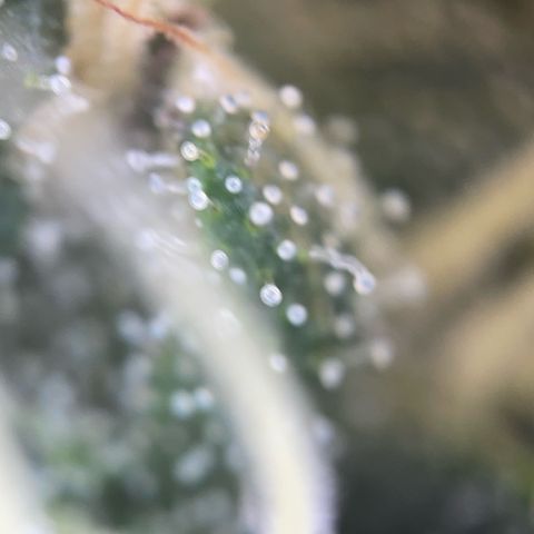 Big Bud by KilliczGe growlog timeline photo