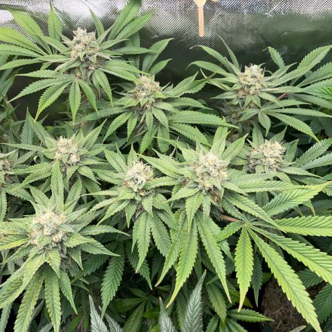 Purple Zkittlez #1 by KilliczGe growlog timeline photo