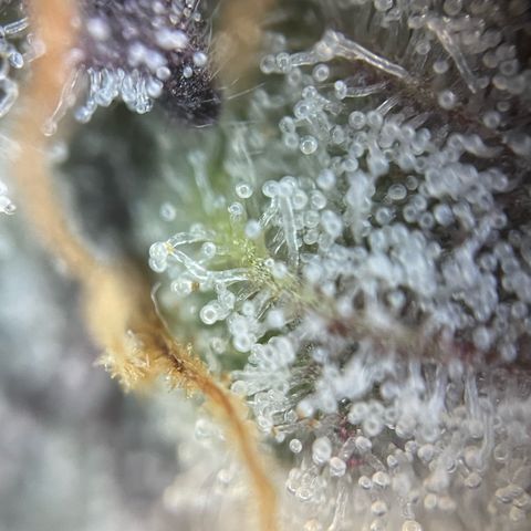 Cereal Milk #3 by KilliczGe growlog timeline photo