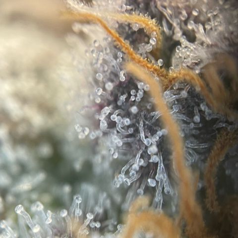 Cereal Milk #3 by KilliczGe growlog timeline photo