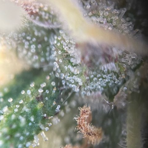 Permanent Marker by KilliczGe growlog timeline photo