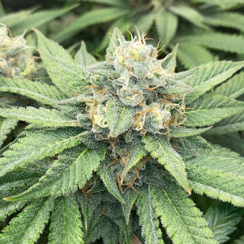 Purple Zkittlez #1 by KilliczGe growlog timeline photo