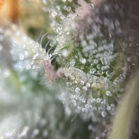 Permanent Marker by KilliczGe growlog timeline photo