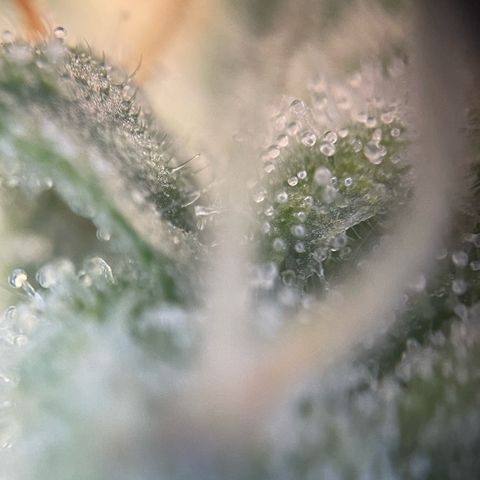 Purple Zkittlez #2 by KilliczGe growlog timeline photo