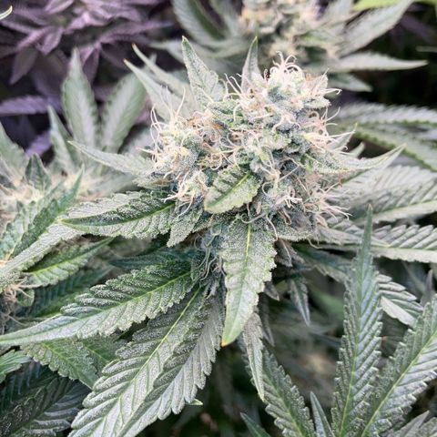 Purple Zkittlez #2 by KilliczGe growlog timeline photo