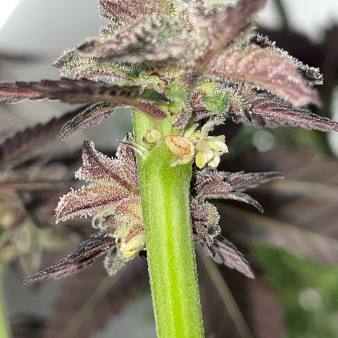 Cereal Milk #3 by KilliczGe growlog timeline photo