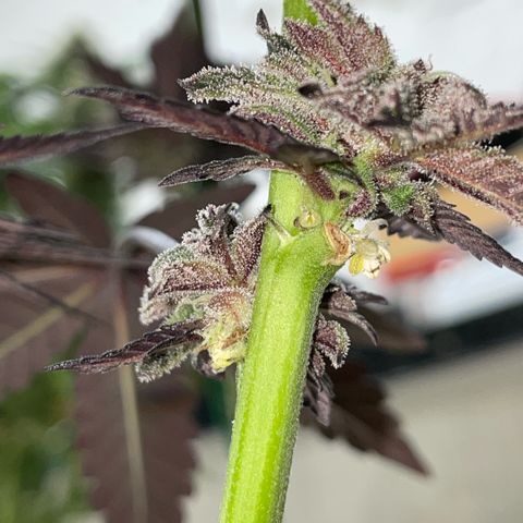 Cereal Milk #3 by KilliczGe growlog timeline photo