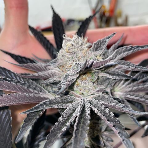 Cereal Milk #3 by KilliczGe growlog timeline photo