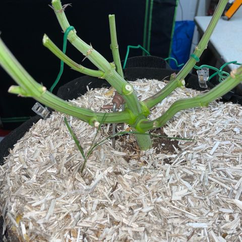 Cereal Milk #3 by KilliczGe growlog timeline photo