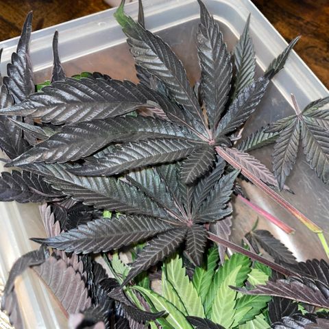 Cereal Milk #3 by KilliczGe growlog timeline photo