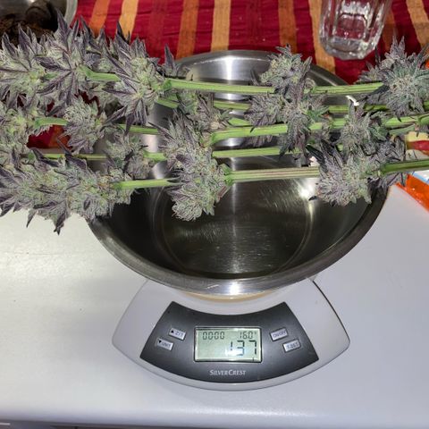 Cereal Milk #3 by KilliczGe growlog timeline photo