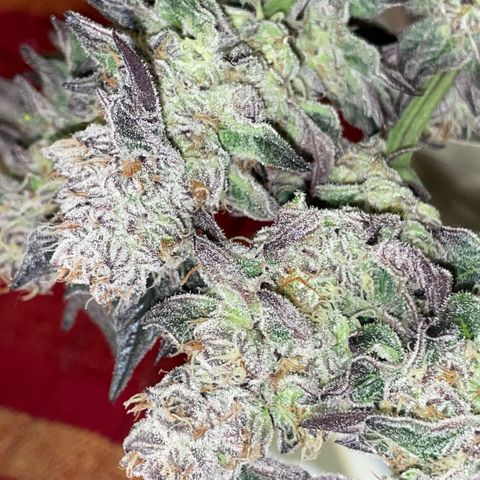 Cereal Milk #3 by KilliczGe growlog timeline photo