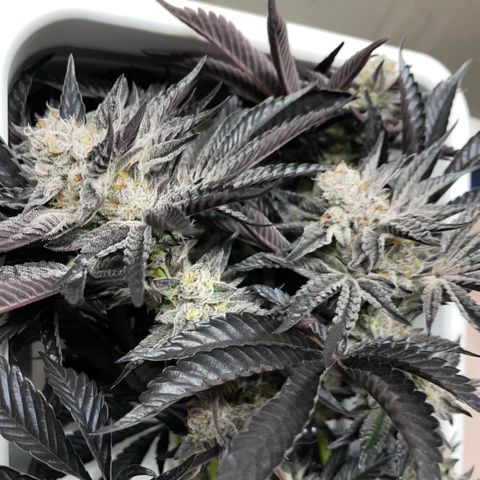 Cereal Milk #3 by KilliczGe growlog timeline photo